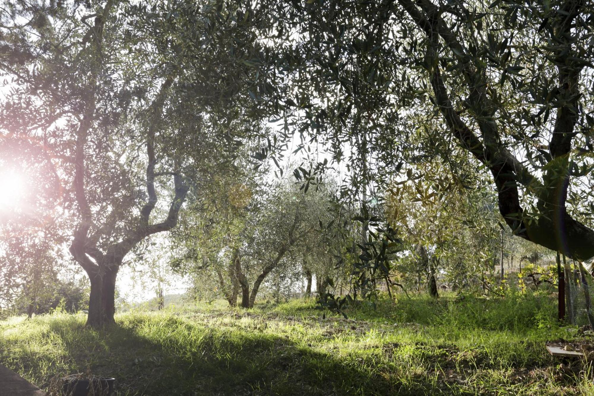 Country House Sofiavillas Gaiole in Chianti Exterior photo